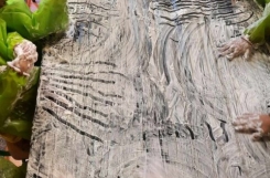 image013