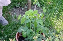 image001