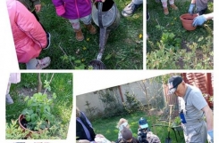 2025-04-28 - Żabki - Niespodzianka od mamy Agaty - sadzimy maliny i funkie w przedszkolnym ogrodzie