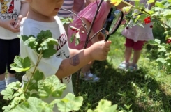 2025-06-30 - Żabki - Owoce w przedszkolnym ogrodzie - obserwacje przyrodnicze